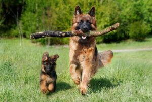 Whistlin' the Dog