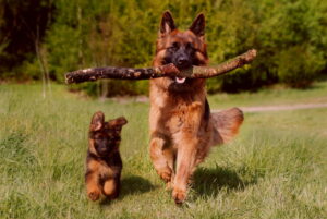 Whistlin' the Dog